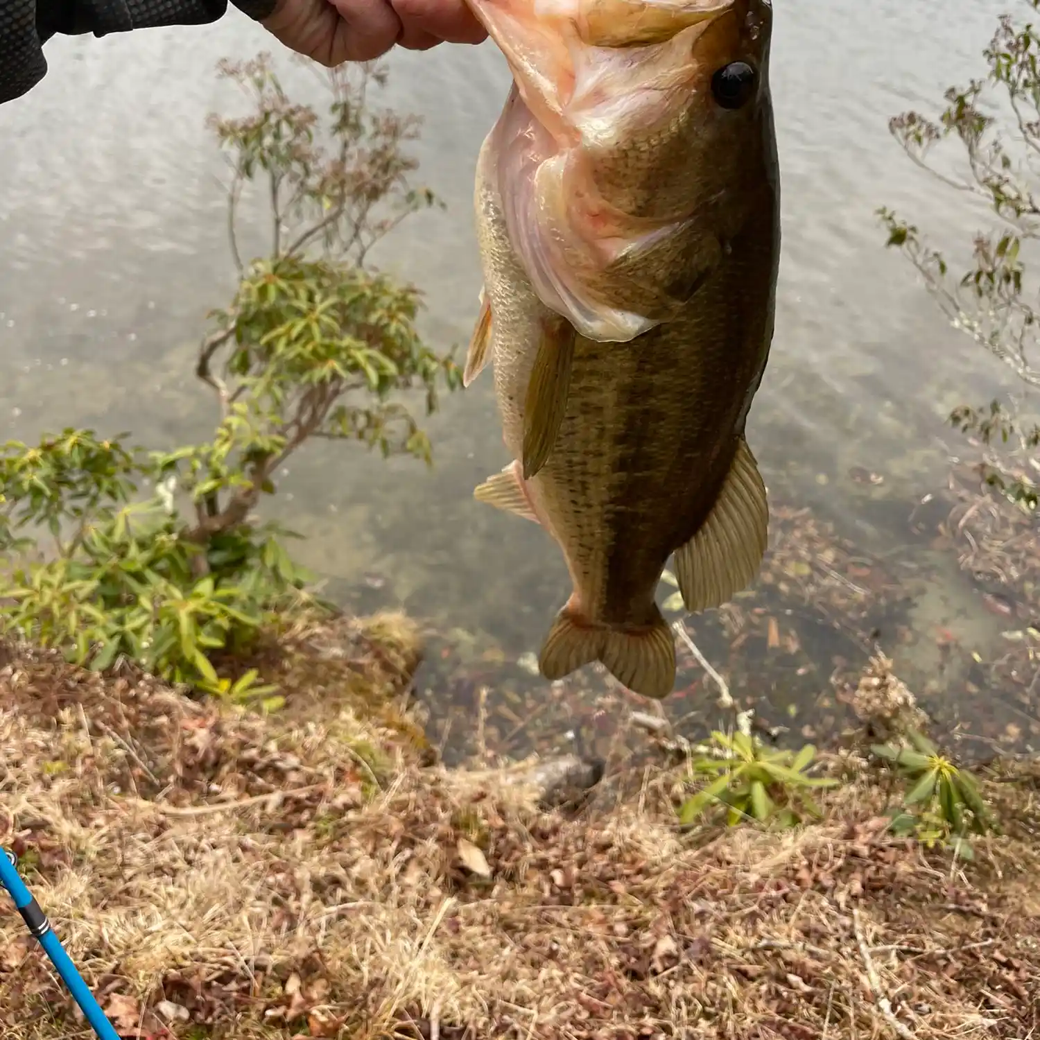 ᐅ Bass Lake fishing reports🎣• Boone, NC (United States) fishing