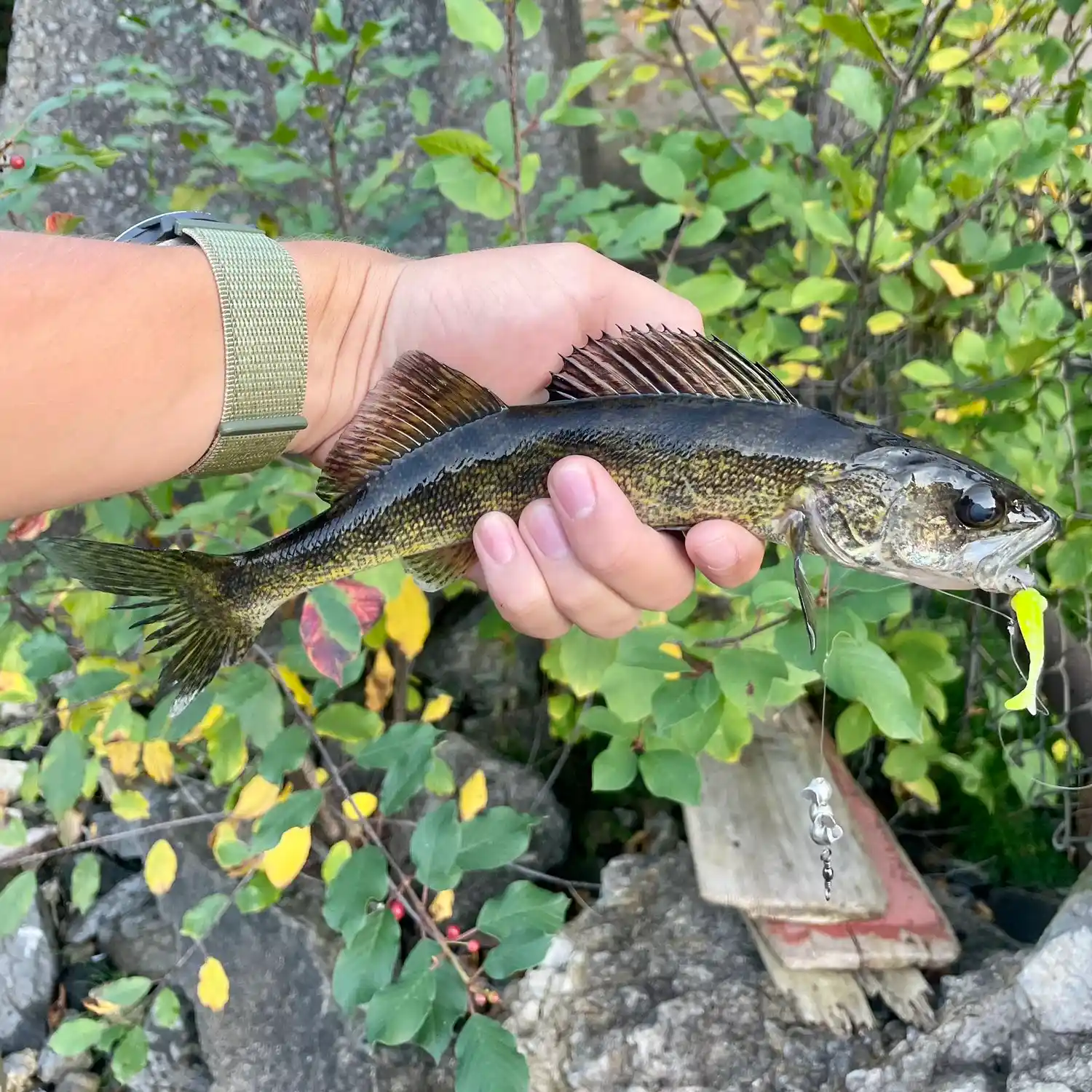 Anglers fish for salmon in the Saranac in an unlikely spot: Plattsburgh