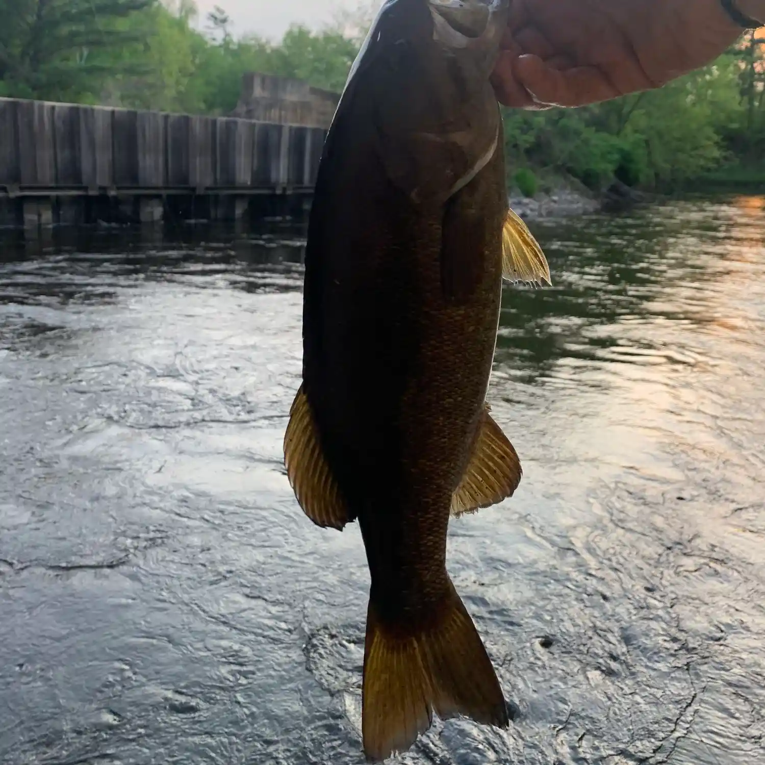 East Fork Chippewa River fishing reports WI United States