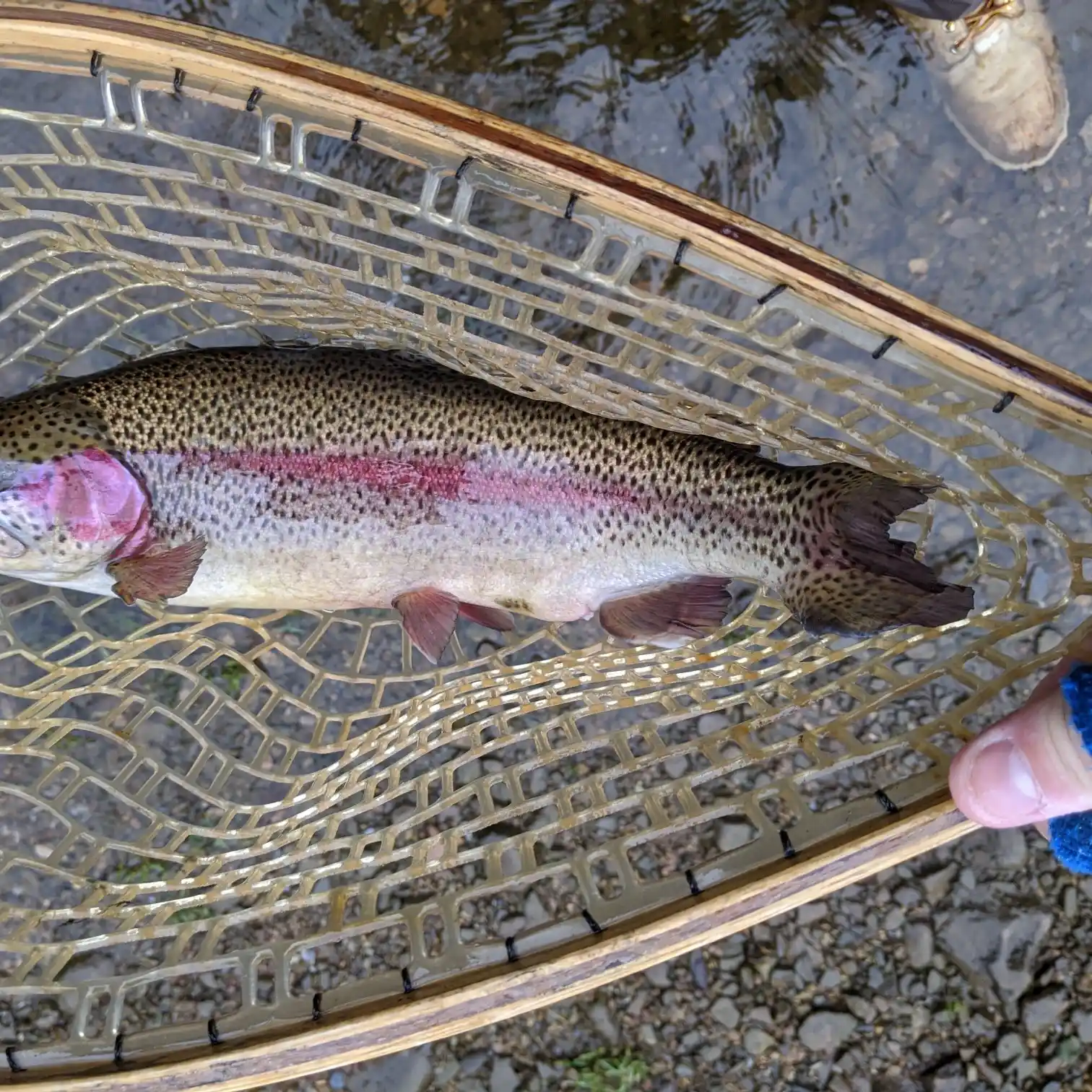 Wilbur Lake Trout 