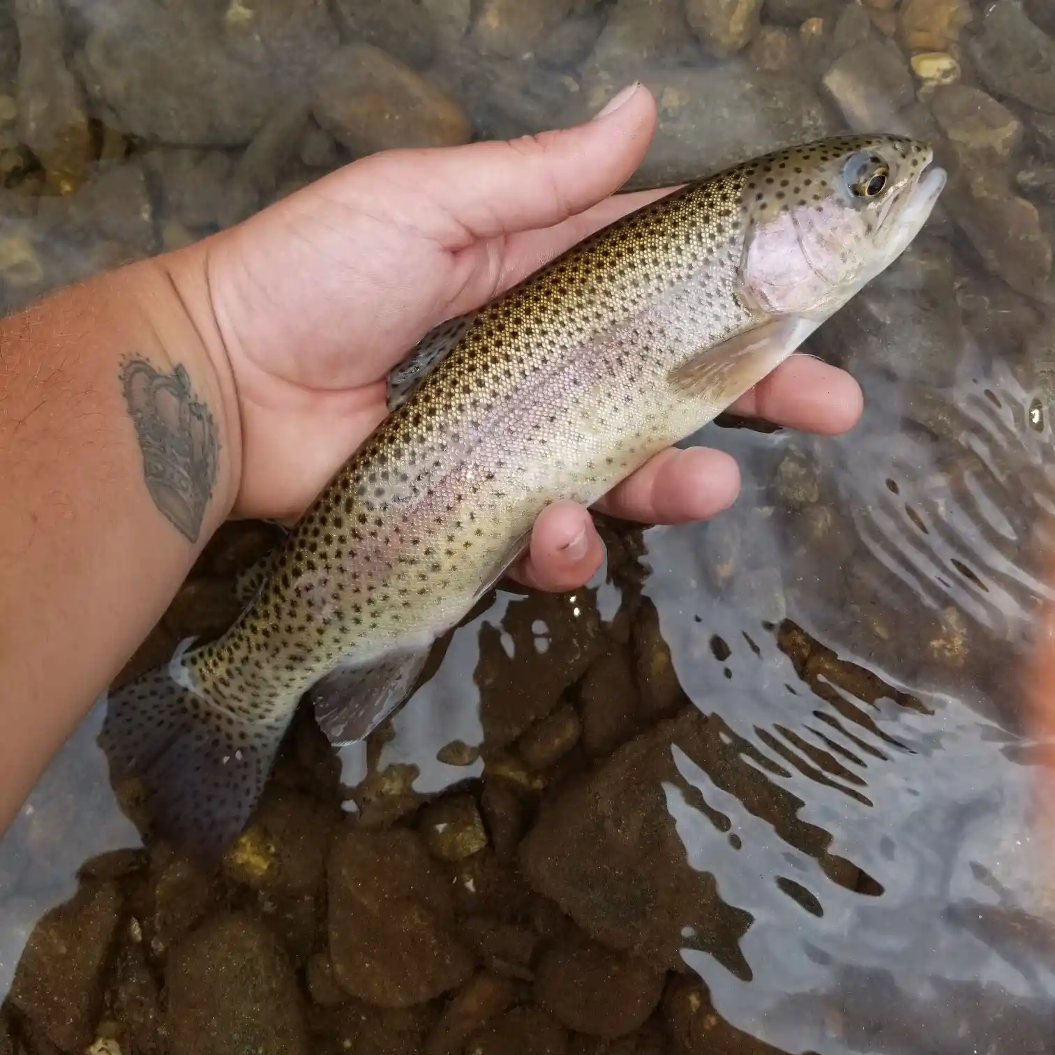 WBD - Epic Brown East Fork French Broad River Fly Fishing & Trout Fishing 