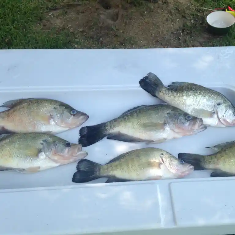 Old River Bass Fishing 