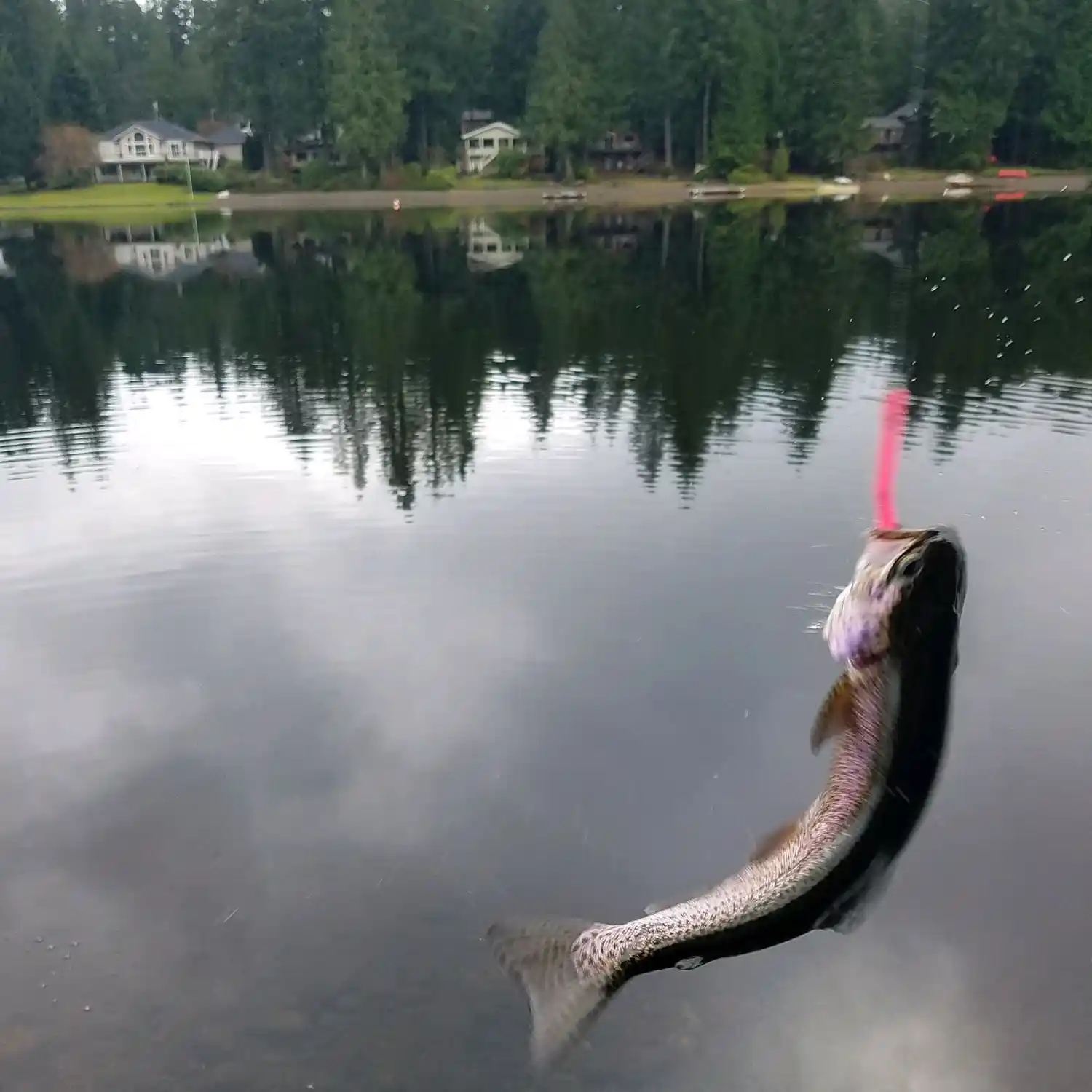 ᐅ Benson Lake fishing reports🎣• Shelton, WA (United States) fishing