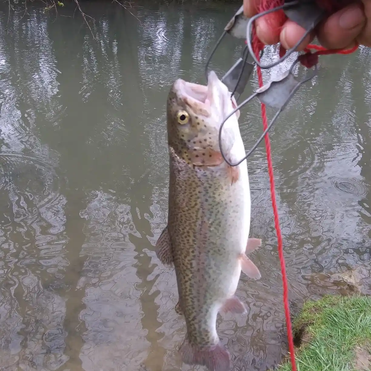 Carolina Rig  Trout Fishing