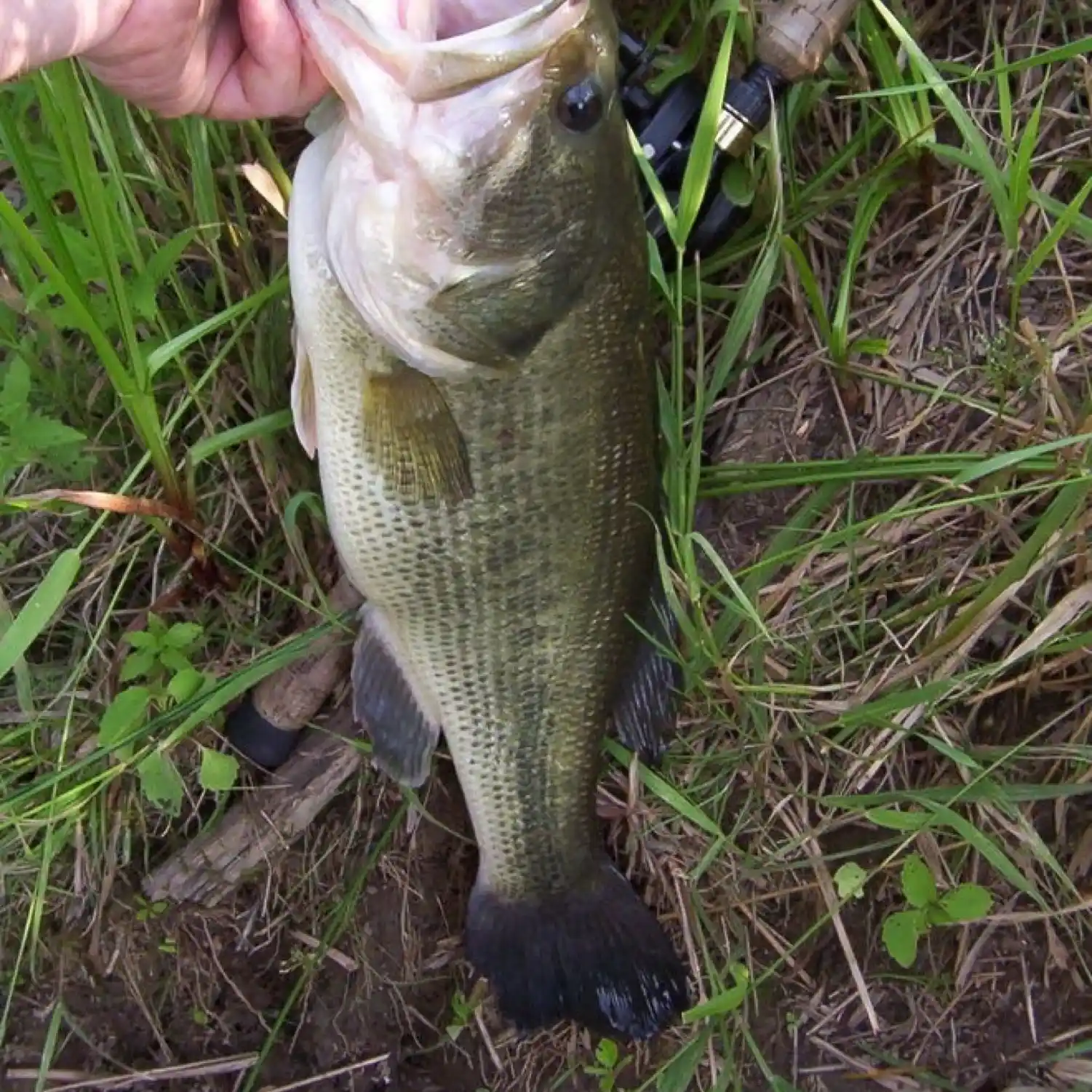 Bluegill, Mountains to Marsh