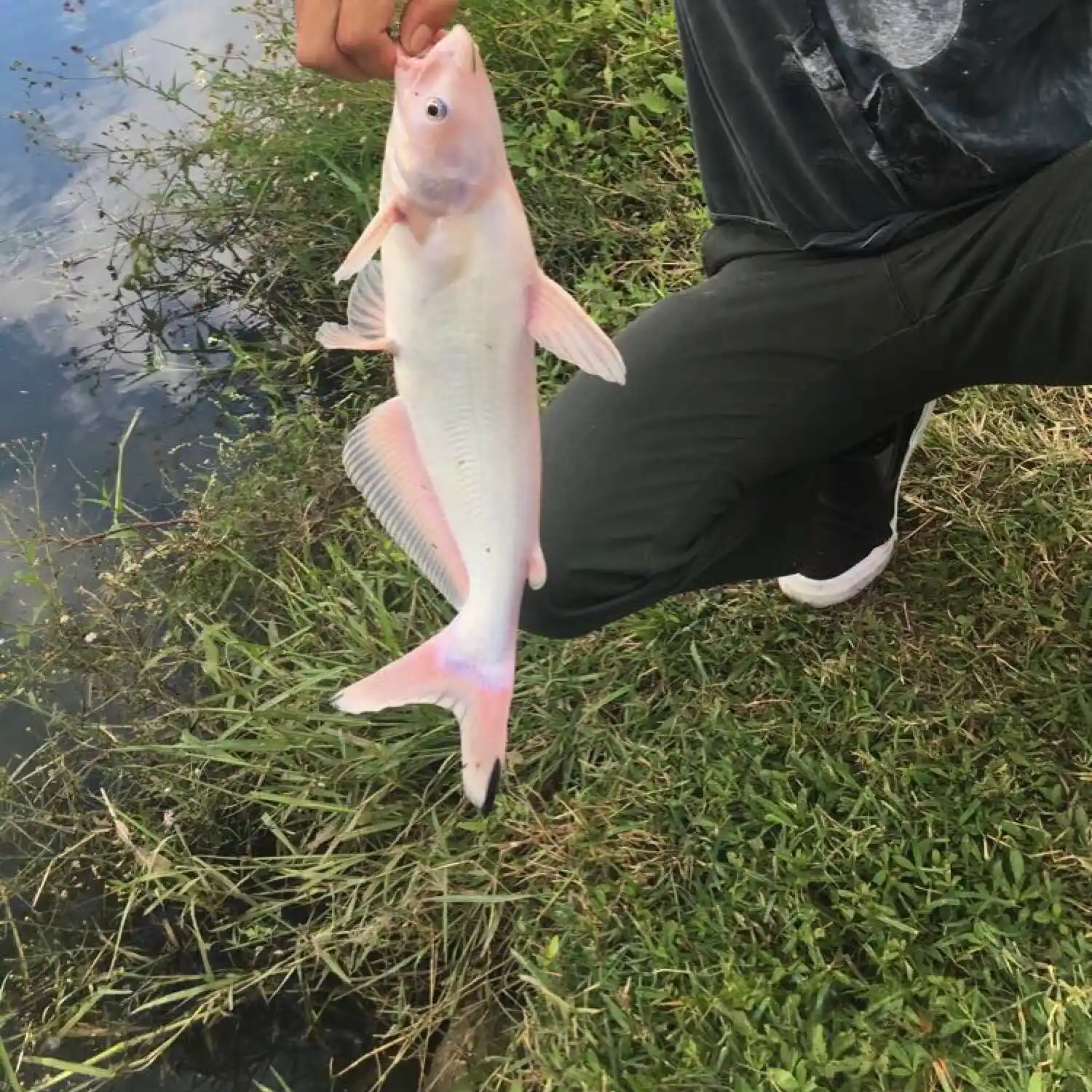 Fly Fishing Brays Bayou in Houston Texas - The Concrete Creeks