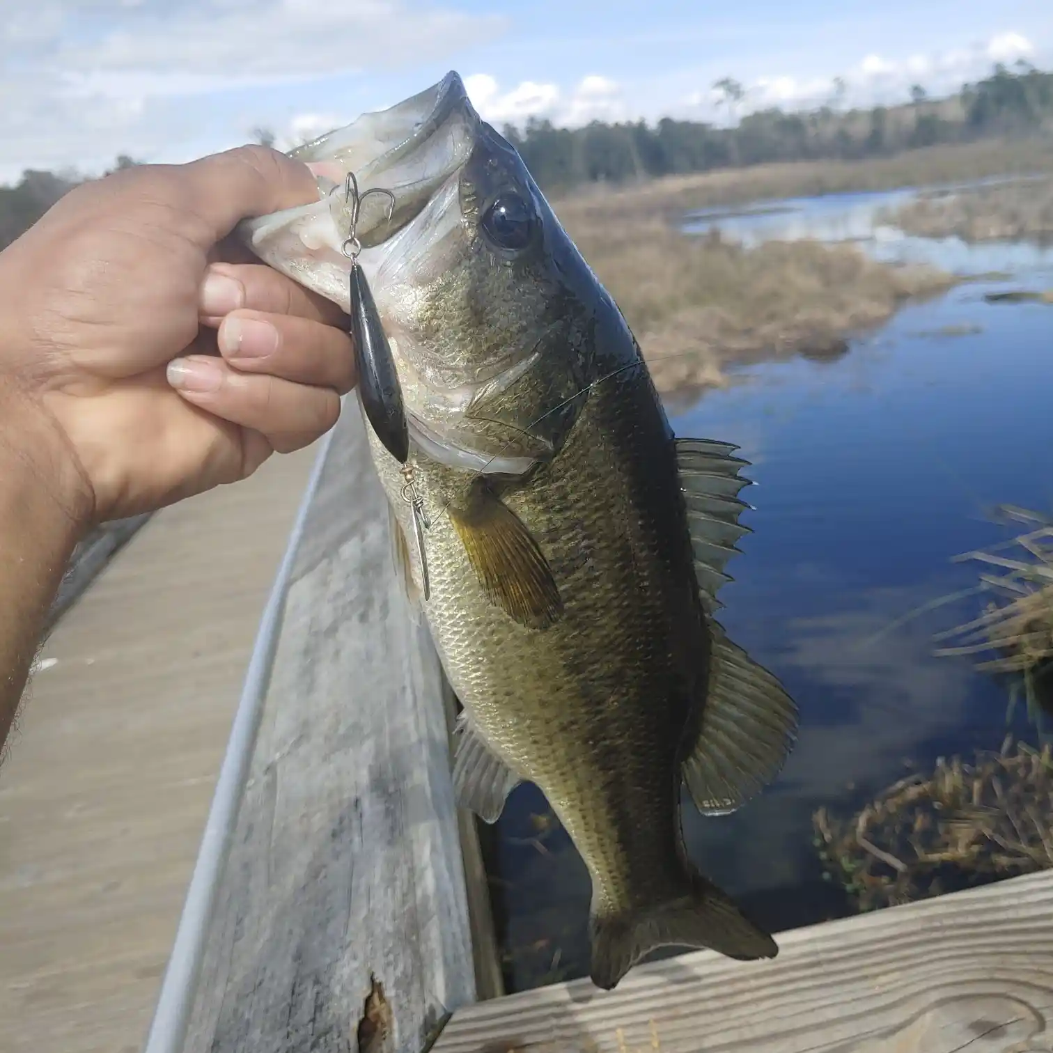 Marsh & Bayou  Mandeville LA