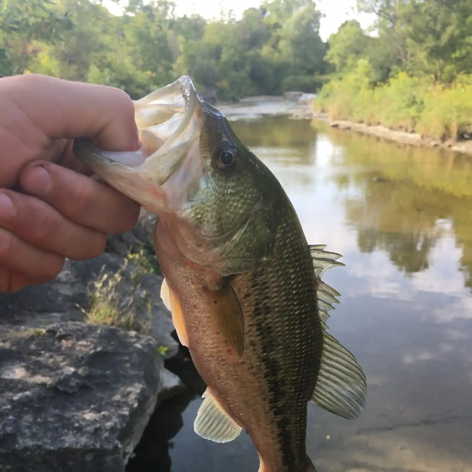 ᐅ Silver Creek fishing reports🎣• Ontario, Canada fishing