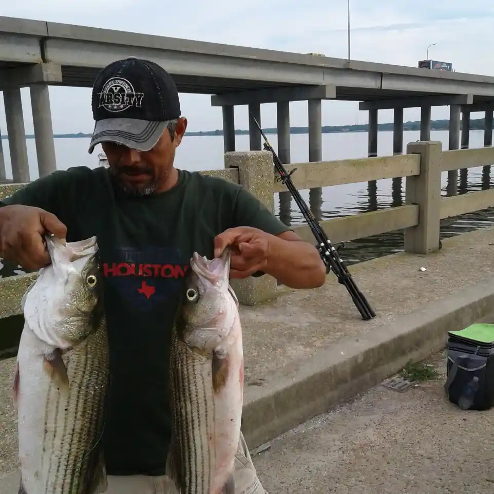 Bill Burton Fishing Pier fishing reports Cambridge fishing