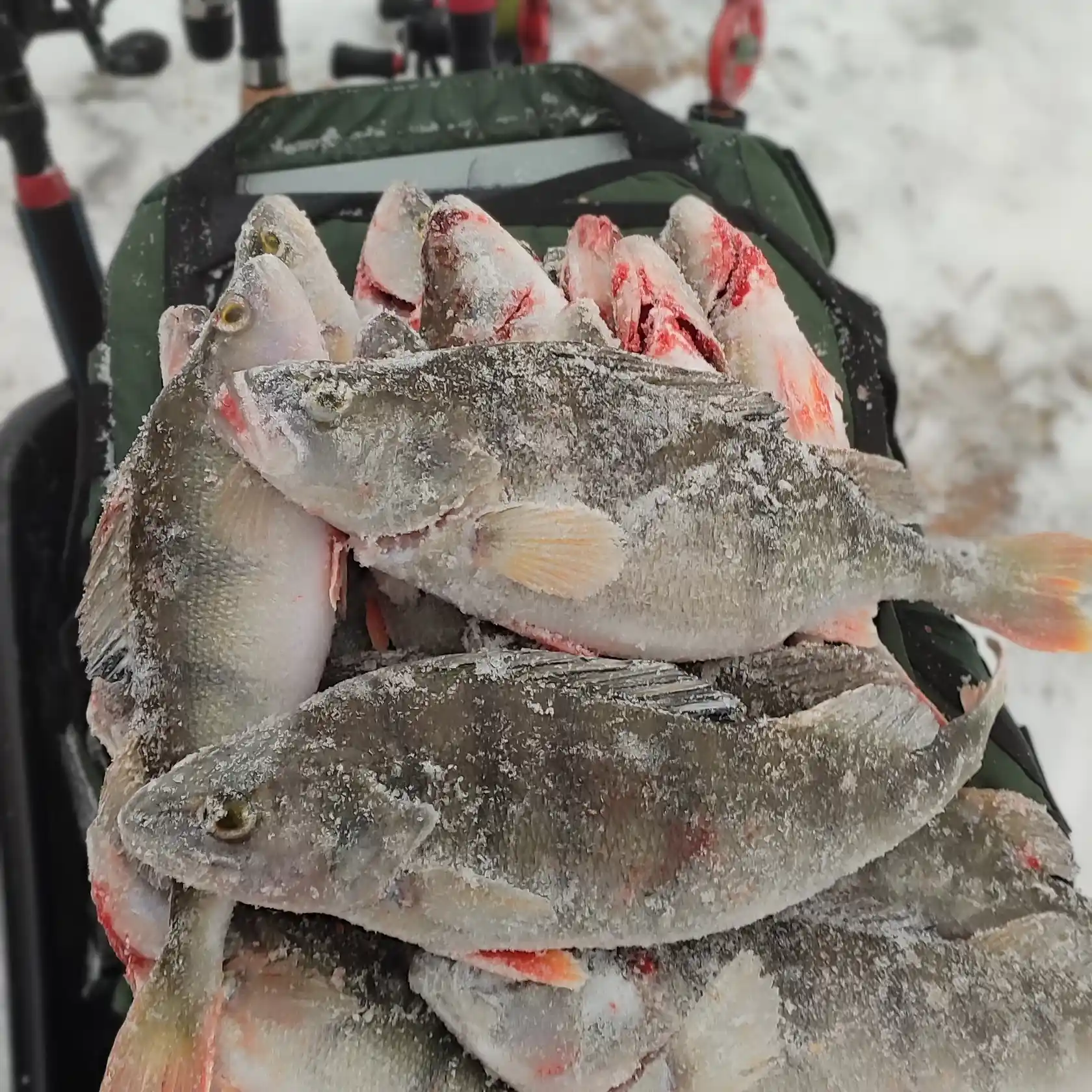 Winter Ice Fishing is a Lot of Perch. Lake Peipus Estonia Stock