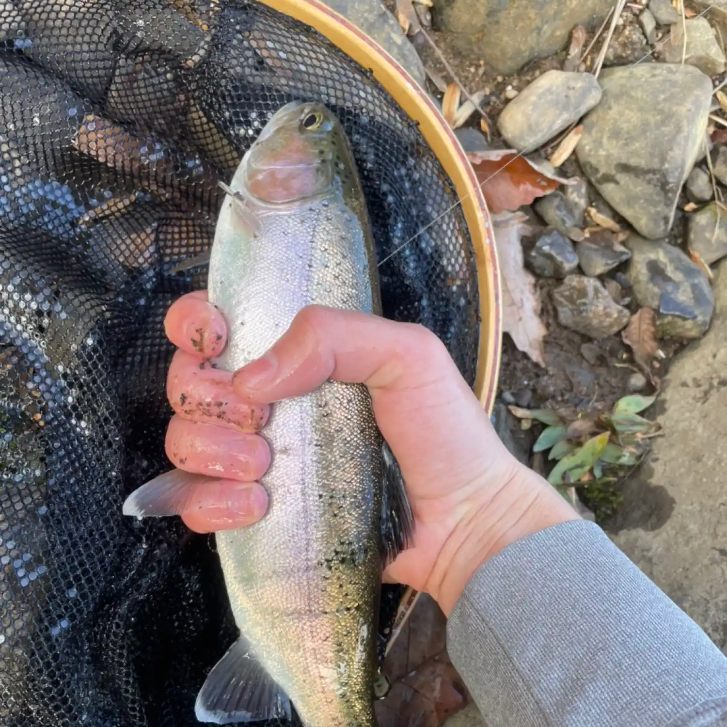 Just recieved my Fish Ohio pin for a 25 inch Saugeye I caught in July of  2020 (posted again because pin pic didn't load) : r/Fishing