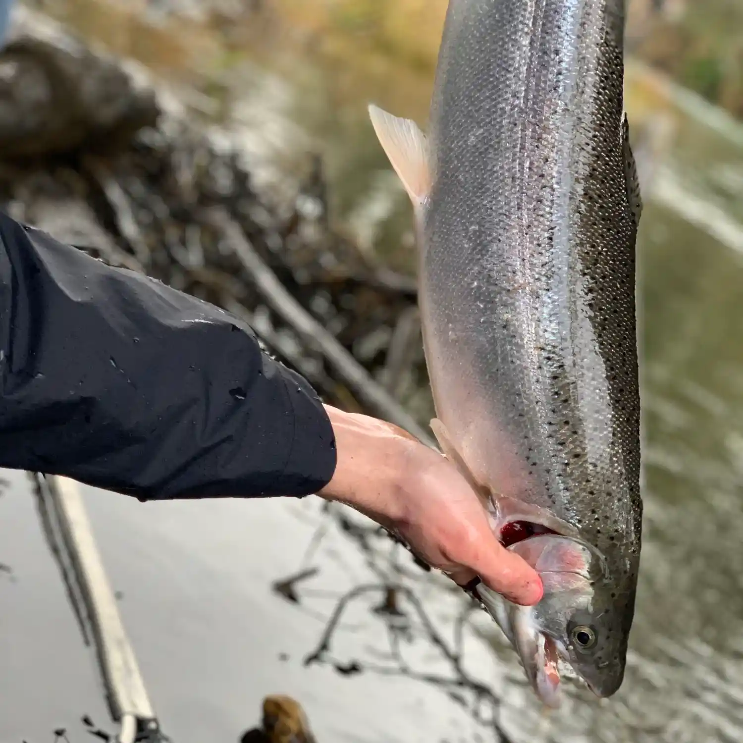 Trout Fishing Around Corvallis