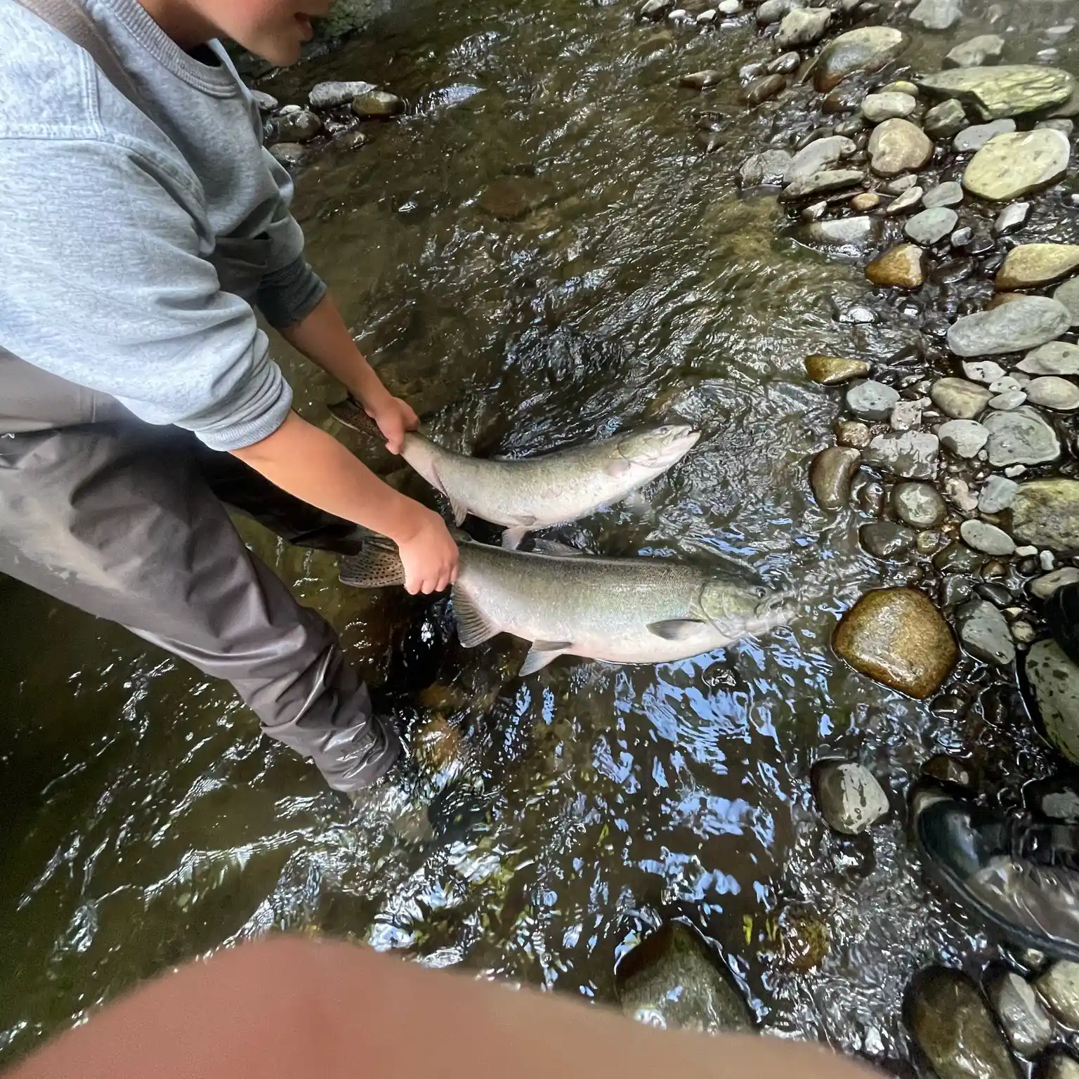 ᐅ French Creek fishing reports🎣• British Columbia, Canada fishing