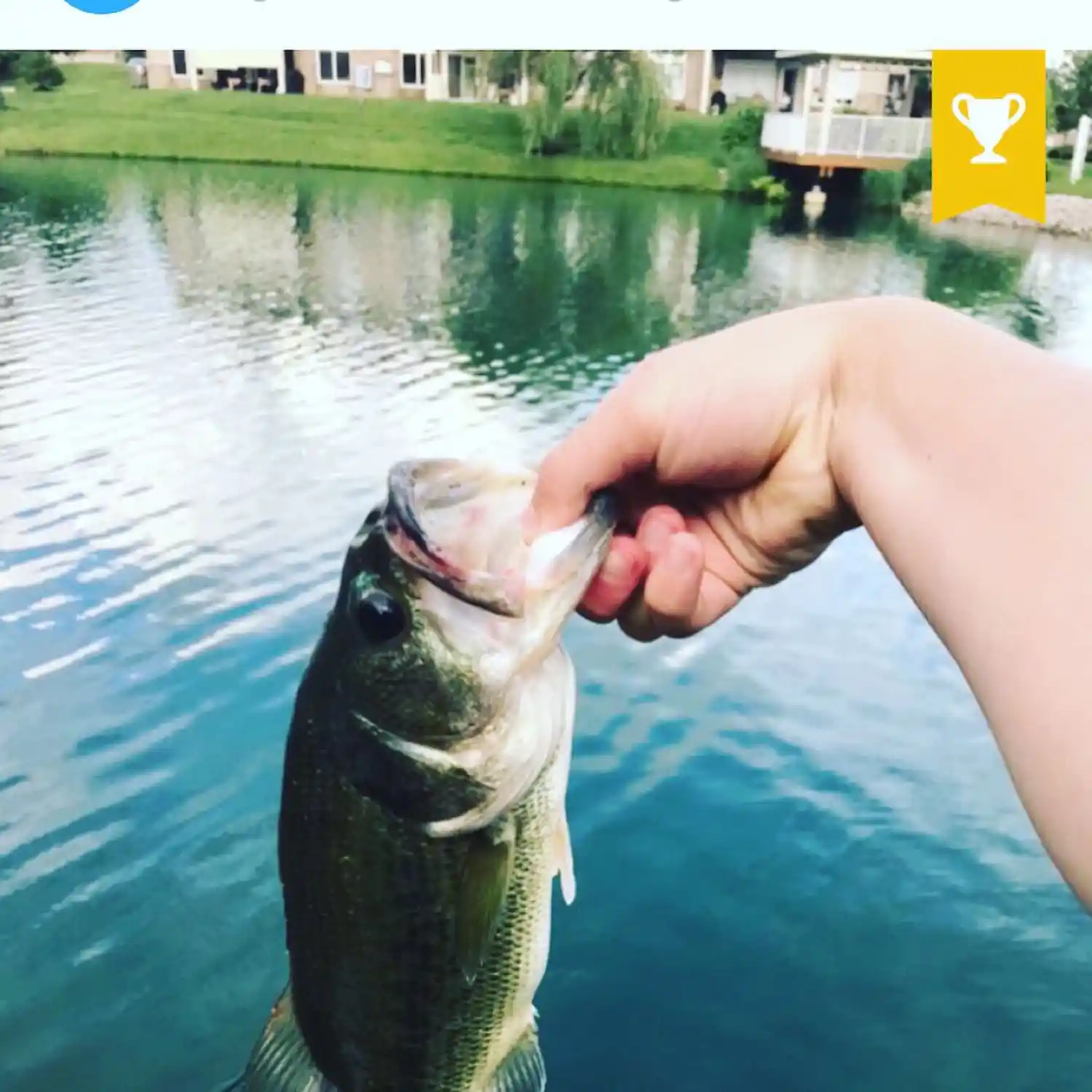 most liked catch image