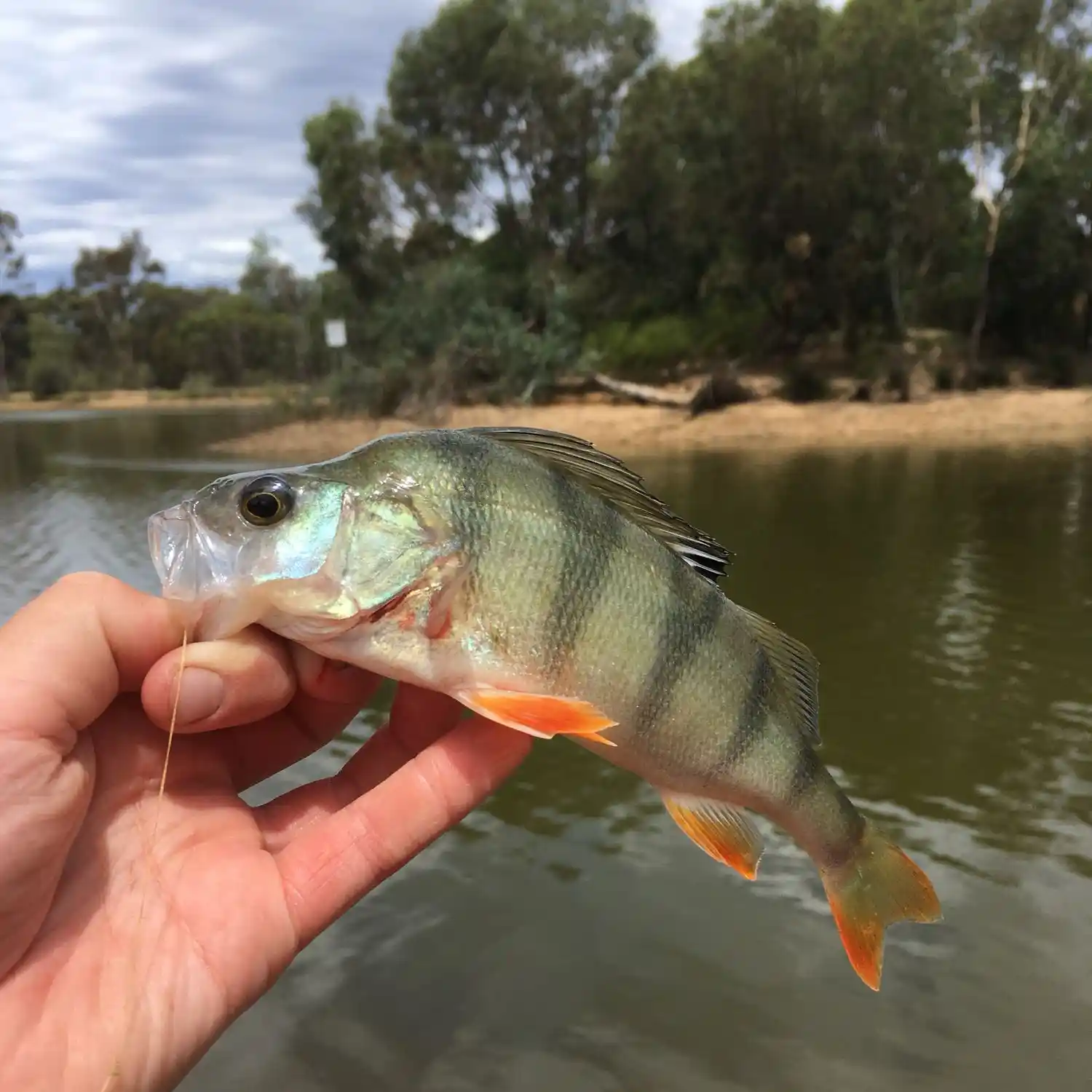 Redfin Perch Fishing  My Lures Selection at Lake Eppalock 