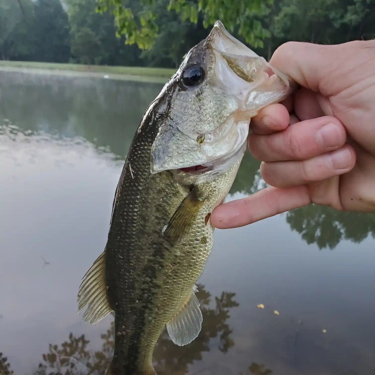 Bass Fishing Ponds with KENDALL GRAY!