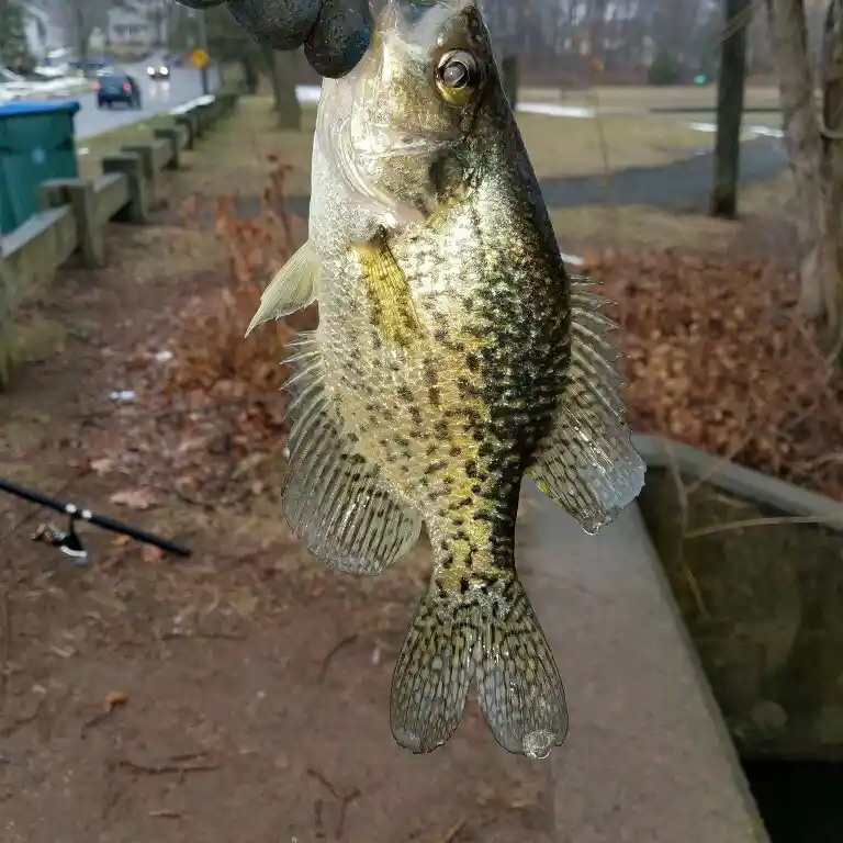 ᐅ French Brook fishing reports🎣• Manchester, CT (United States) fishing