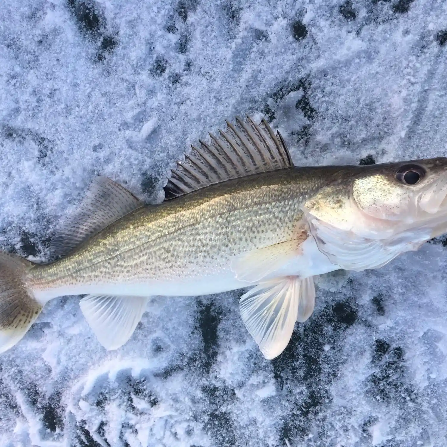 ᐅ Pilot Butte Reservoir fishing reports🎣• Riverton, WY (United States)  fishing