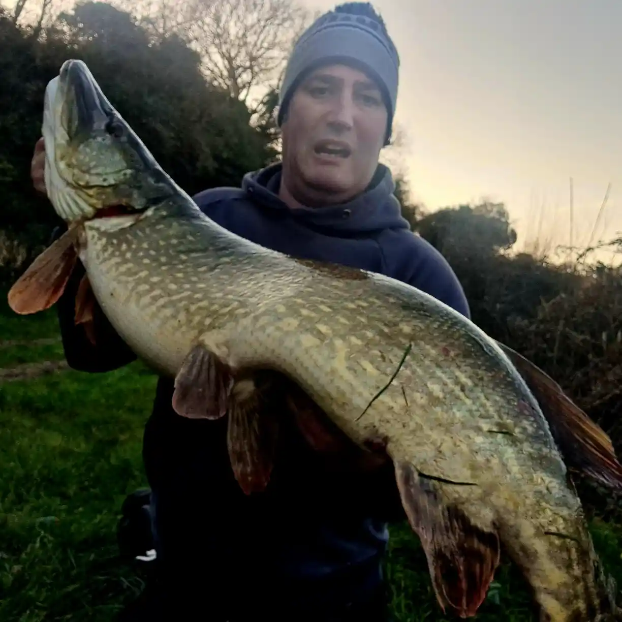 ᐅ Lough Island Reavy fishing reports🎣• N Ireland, United Kingdom fishing