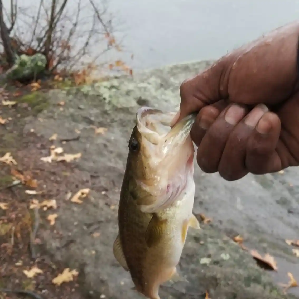 ᐅ Crystal Lake fishing reports🎣• Middletown, CT (United States) fishing