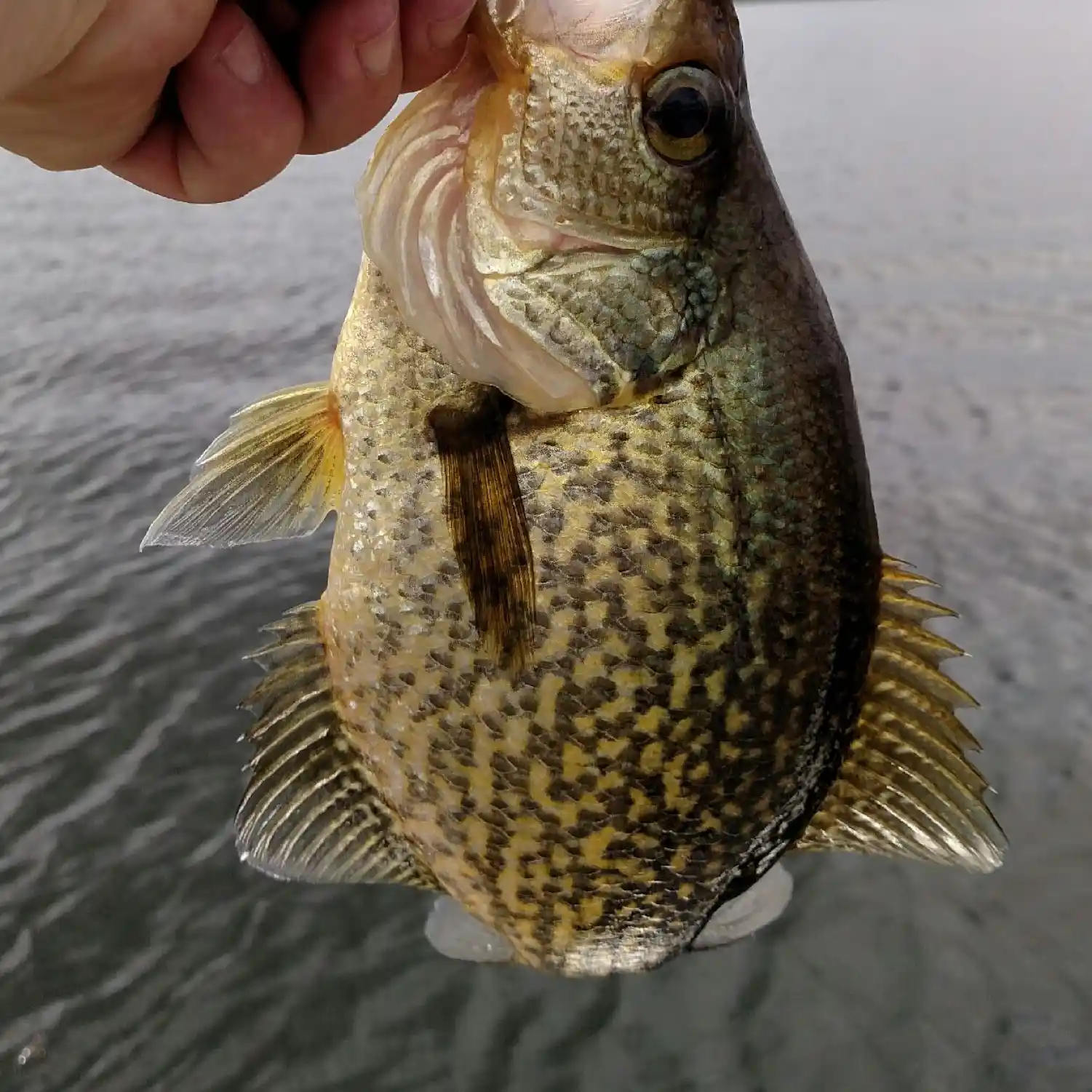 ᐅ Swift Creek Pond fishing reports🎣• Macclenny, FL (United States) fishing