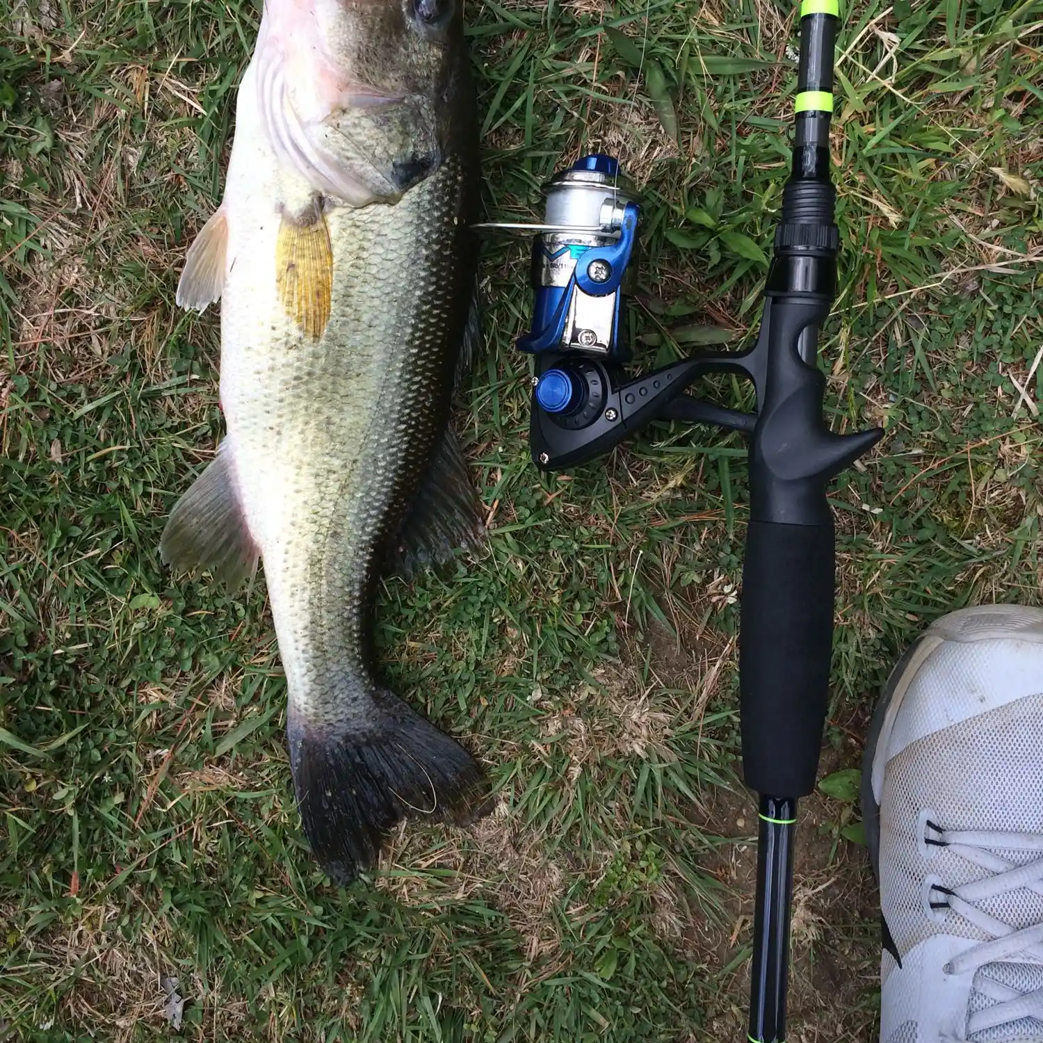 ᐅ Bass Lake fishing reports🎣• Boone, NC (United States) fishing