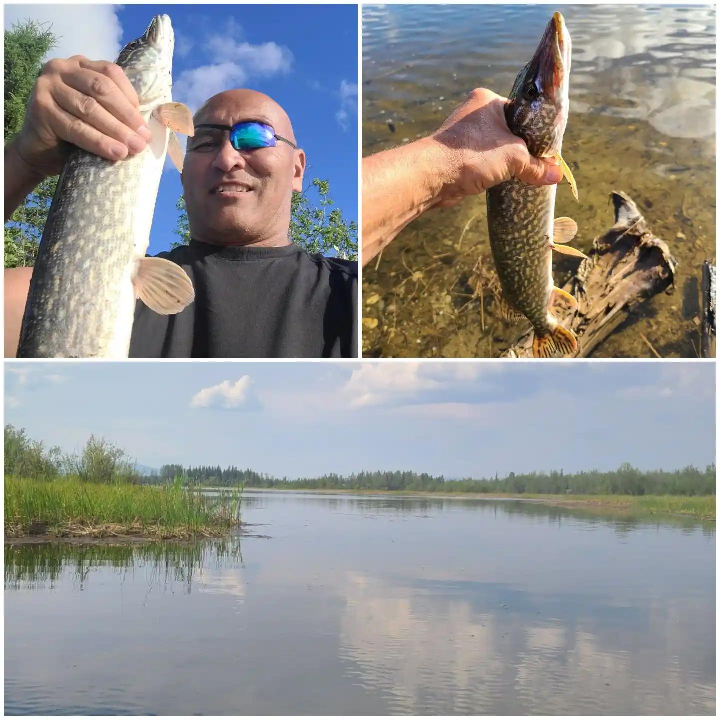 ᐅ Moose Creek fishing reports🎣• Badger, AK (United States) fishing