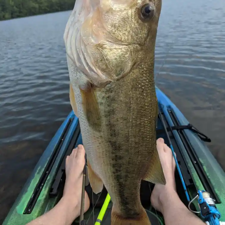 ᐅ Lake Keith fishing reports🎣• Rogers, AR (United States) fishing