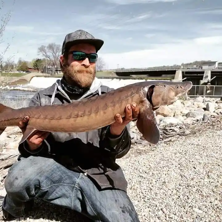 Chippewa River fishing reports Marshall MN United States