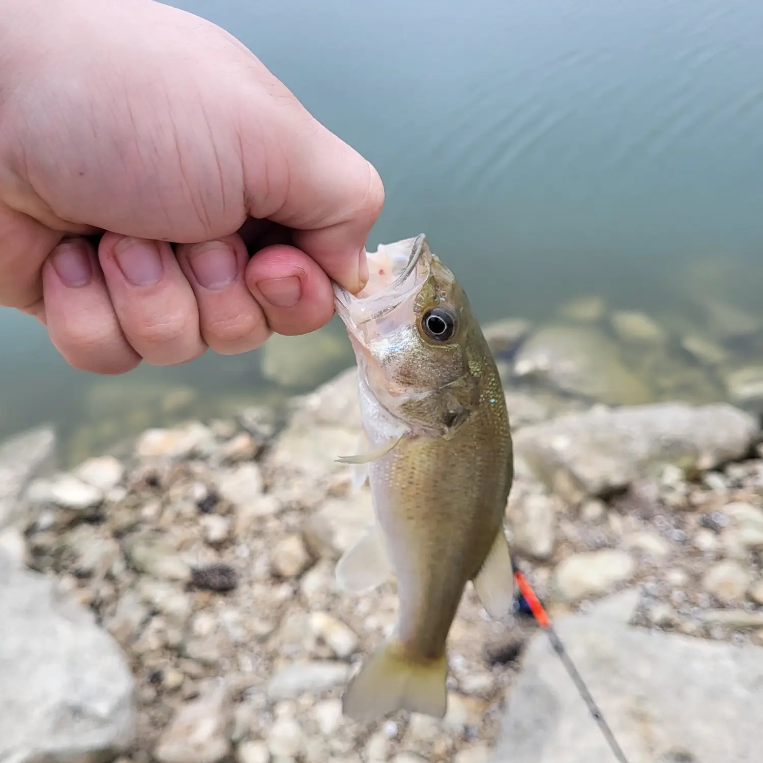 ᐅ Lake Waxahachie fishing reports🎣• Waxahachie, TX (United States) fishing