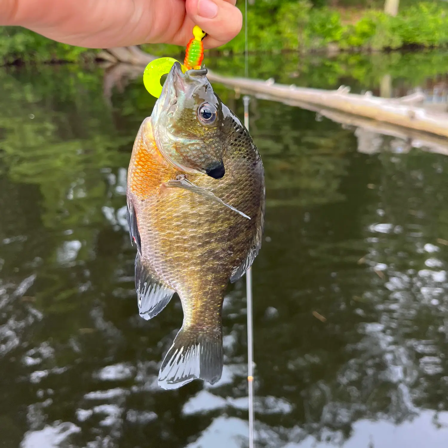 ᐅ Rail Trail Pond fishing reports🎣• Nashua fishing