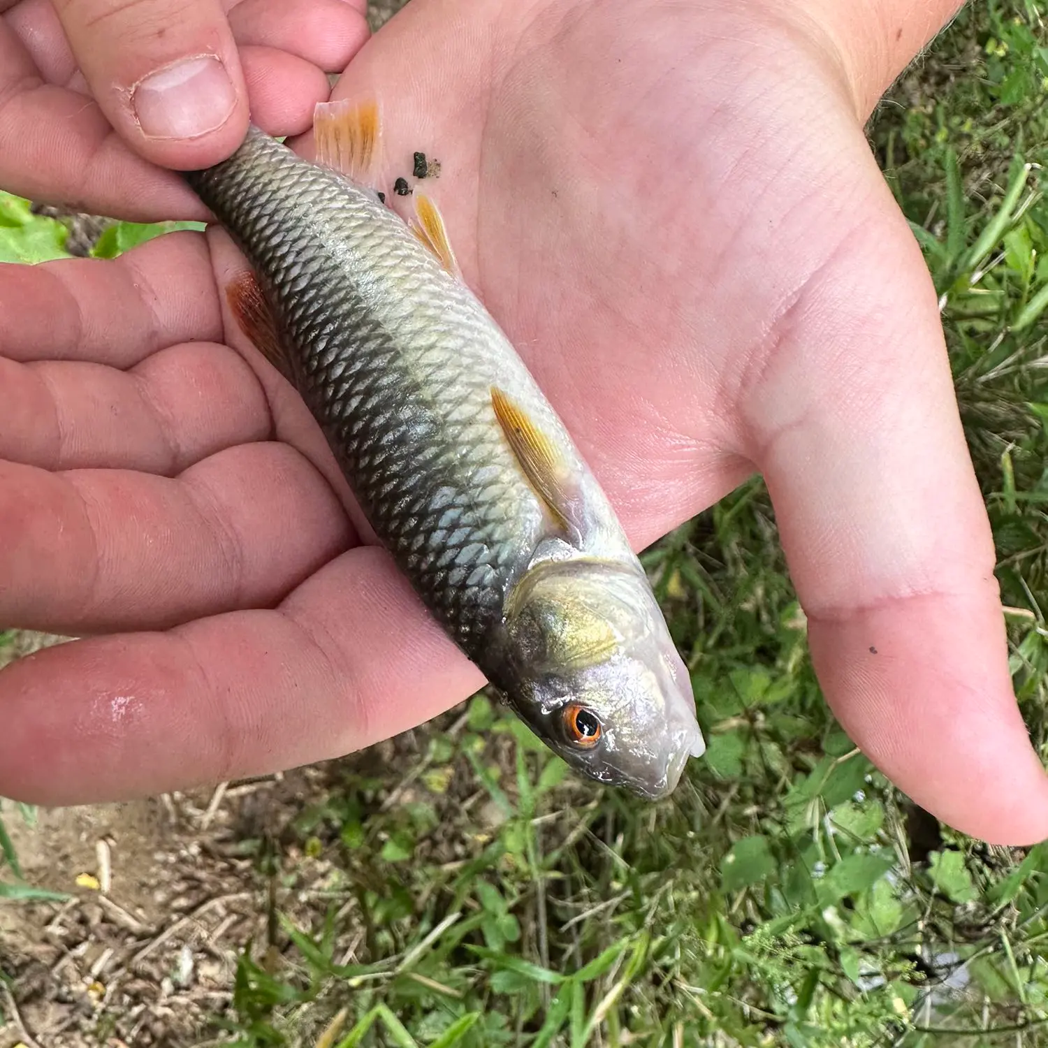 Charles D. Owen District Park fishing reports Asheville NC