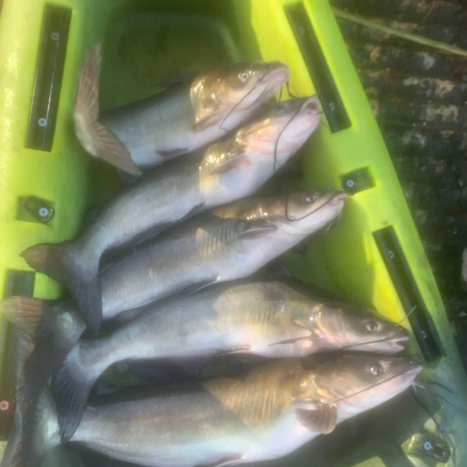 Arkansas Game and Fish Commission - Flathead catfish, 62lbs, caught on a  trotline yesterday at Lake Maumelle.