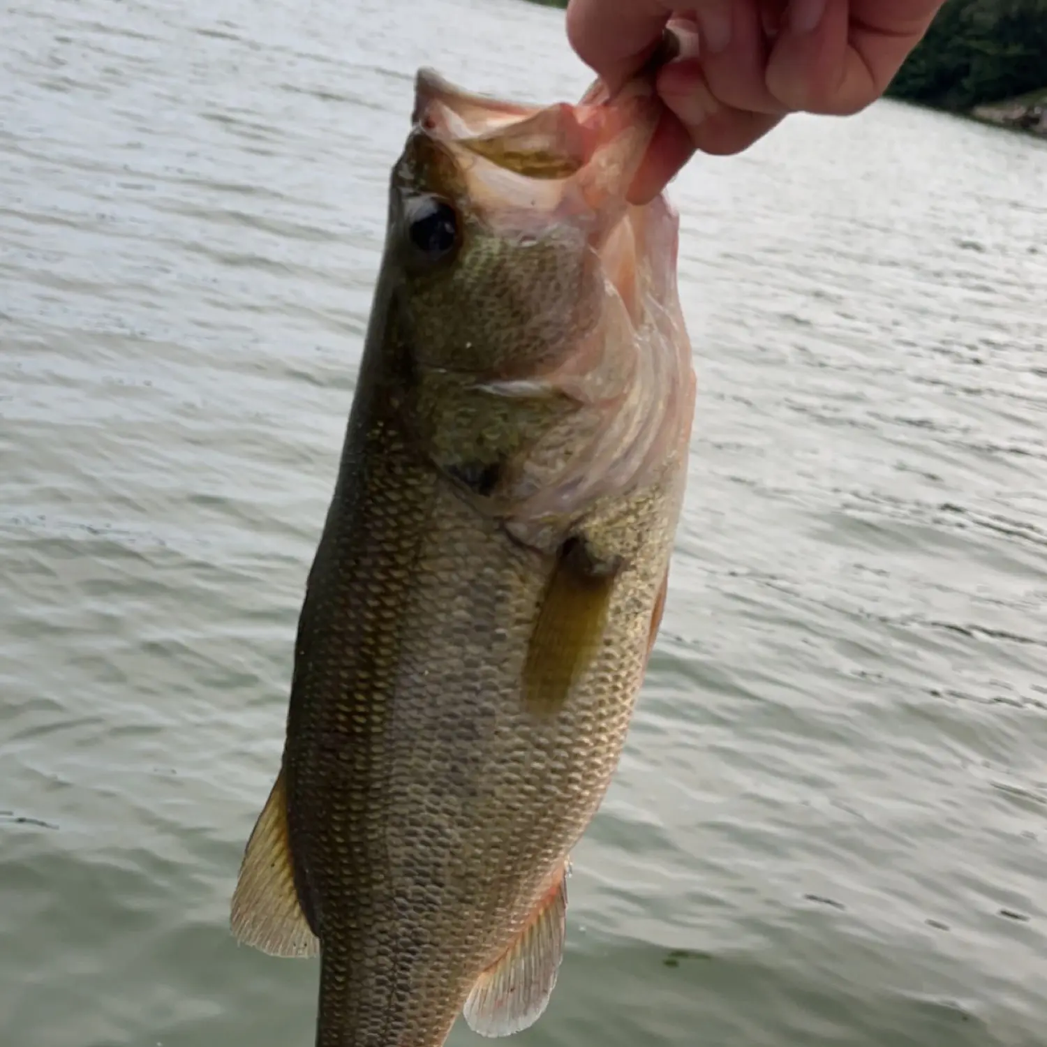 Scott Pond Fishing Report for Largemouth Bass(Jun 2, 2021)