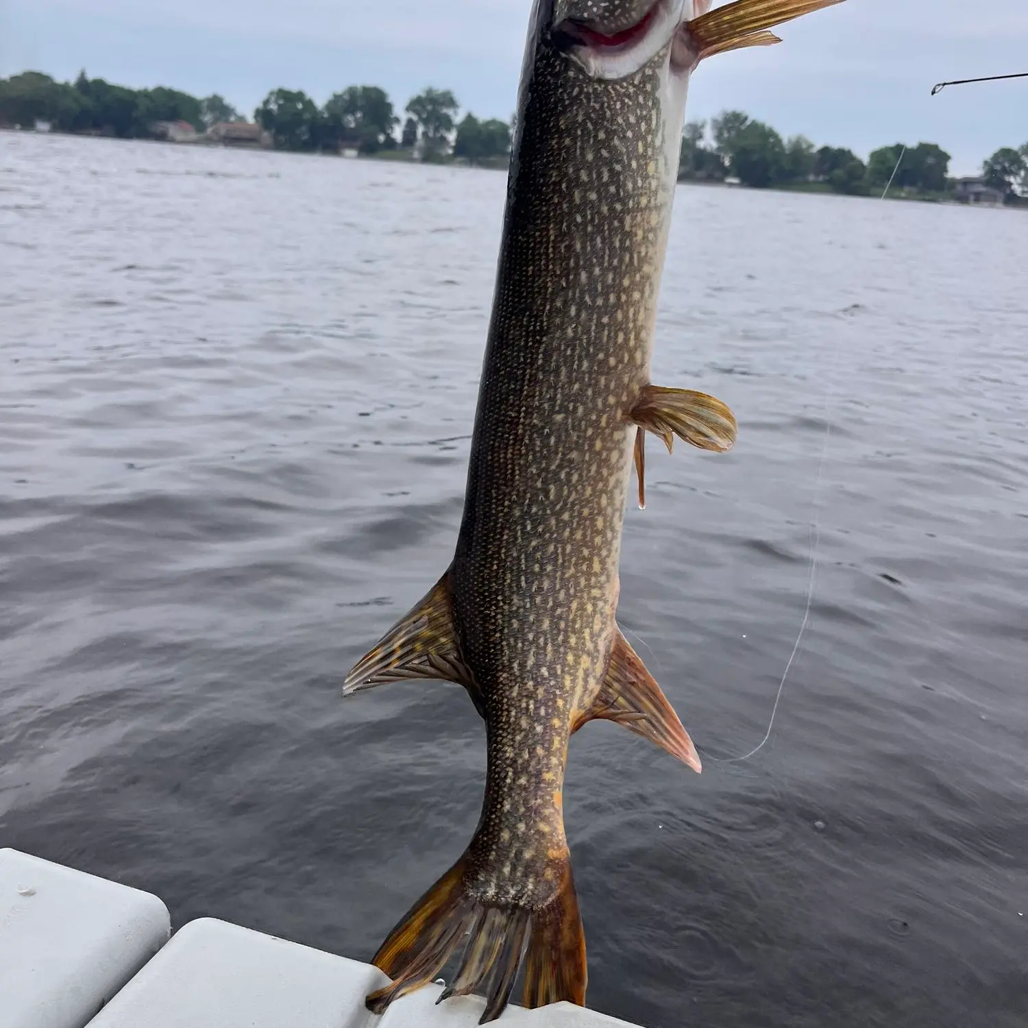 ᐅ Lake Parmley fishing reports🎣• Aberdeen, SD (United States) fishing