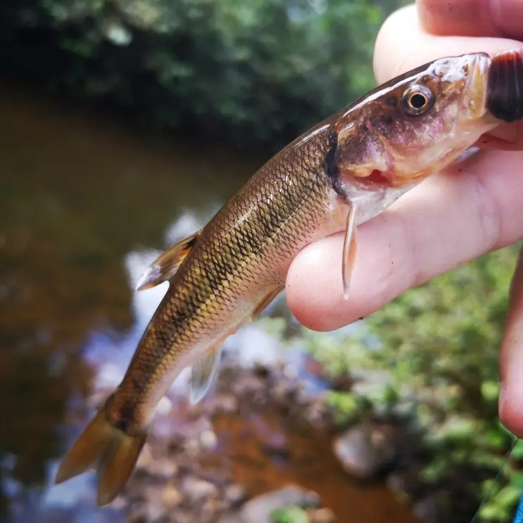 ᐅ Nelson Lake fishing reports🎣• Ontario, Canada fishing