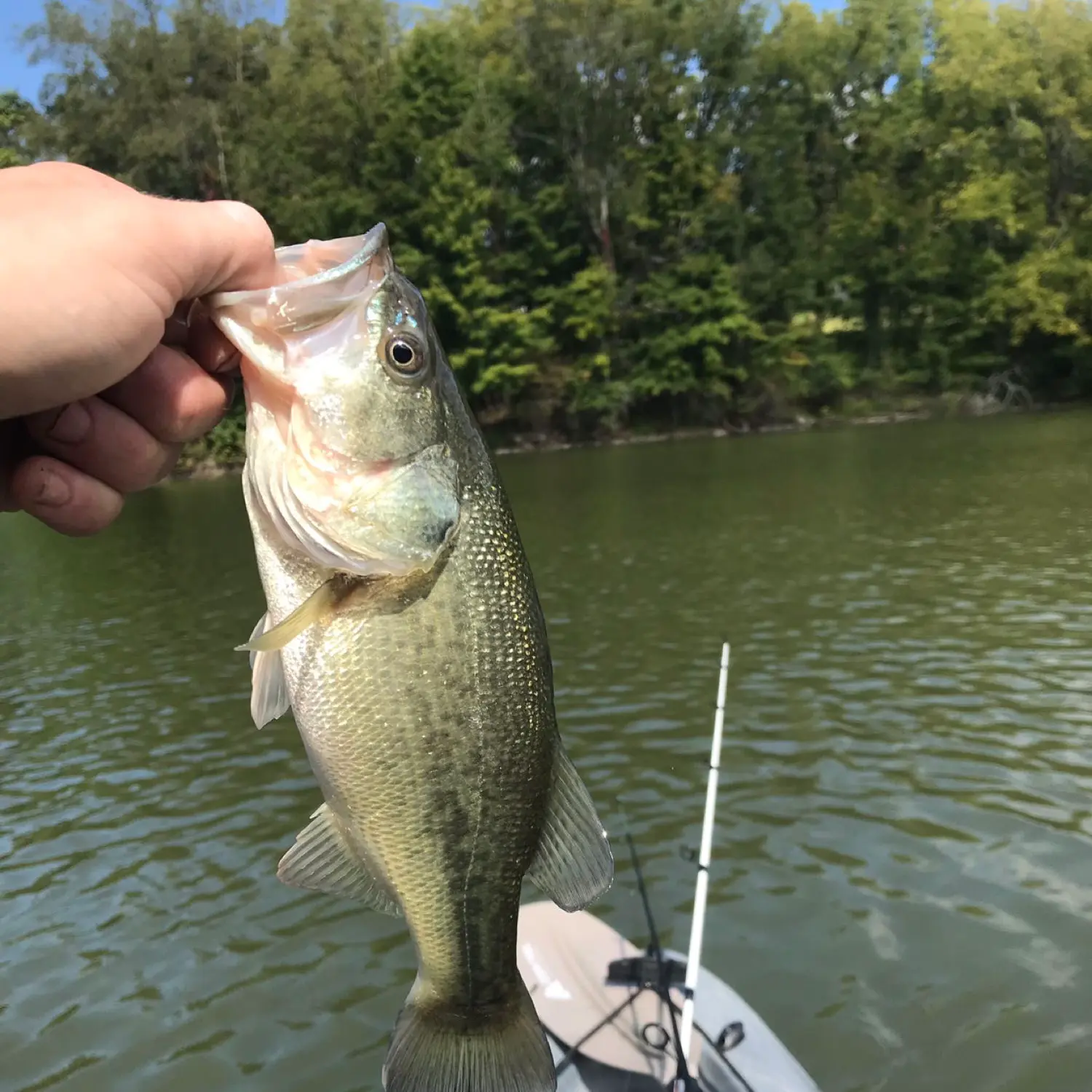 ᐅ Ridgebury Lake fishing reports🎣• Middletown, NY (United States) fishing