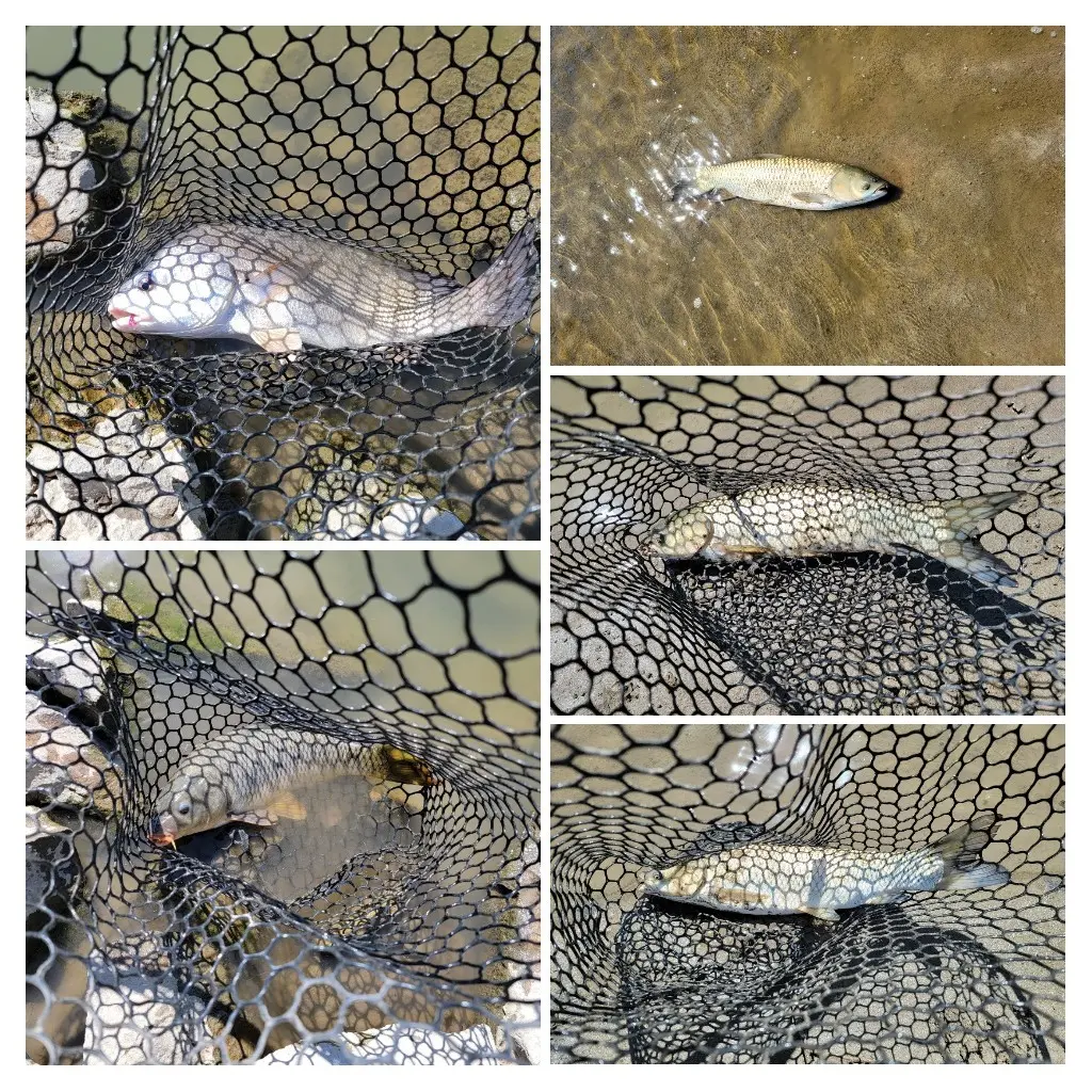ᐅ Boyer Chute fishing reports🎣• Omaha, NE (United States) fishing