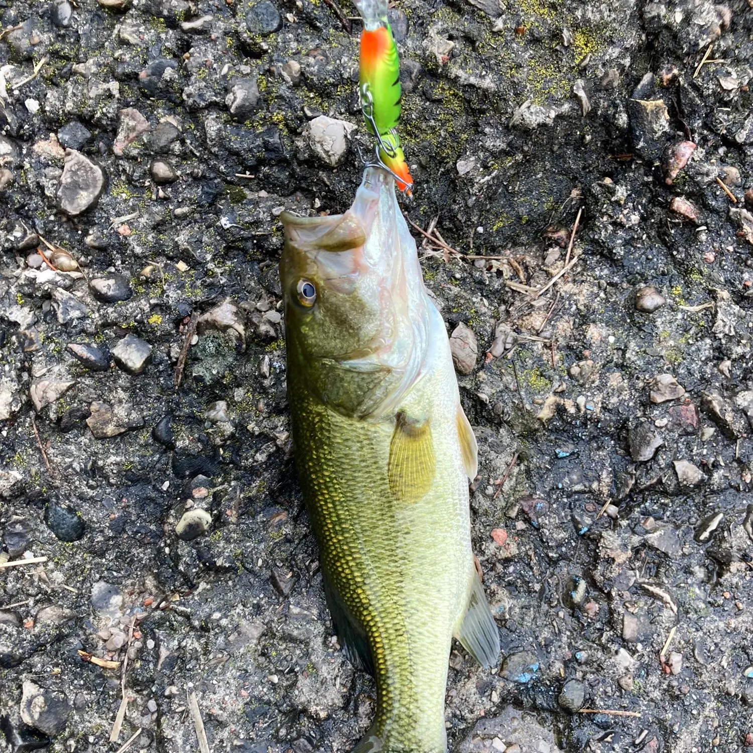 YUM Swimbaits