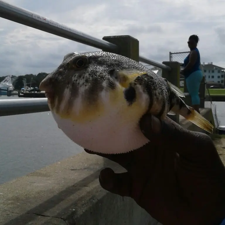 Catching a Yellowfin Puffer fish in Real Vr Fishing! 