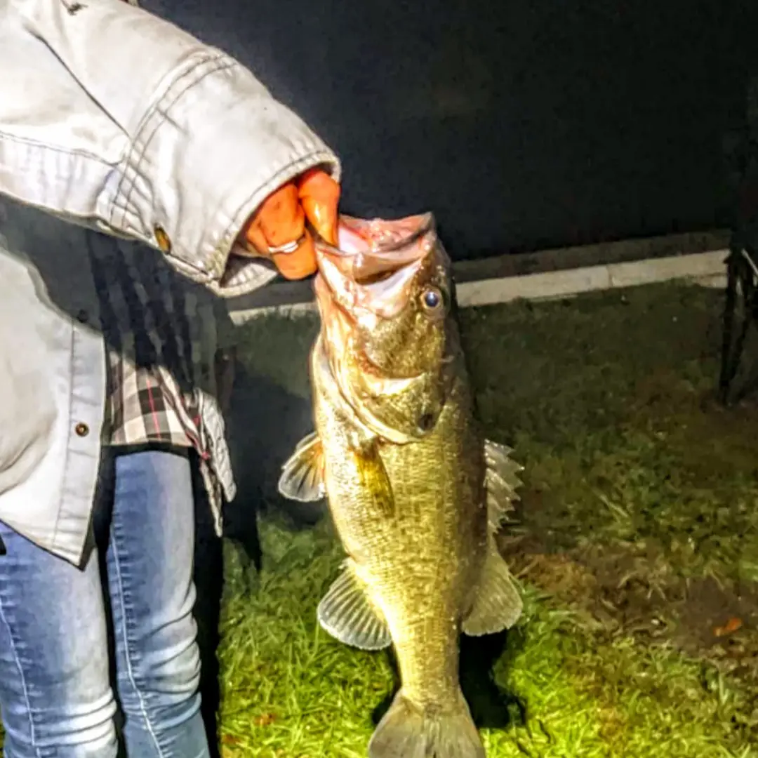 ᐅ Lake Conine fishing reports🎣• Winter Haven, FL (United States