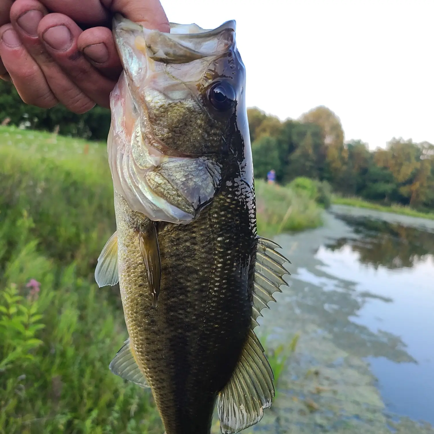 ᐅ Conesus Lake fishing reports🎣• Henrietta, NY (United States) fishing