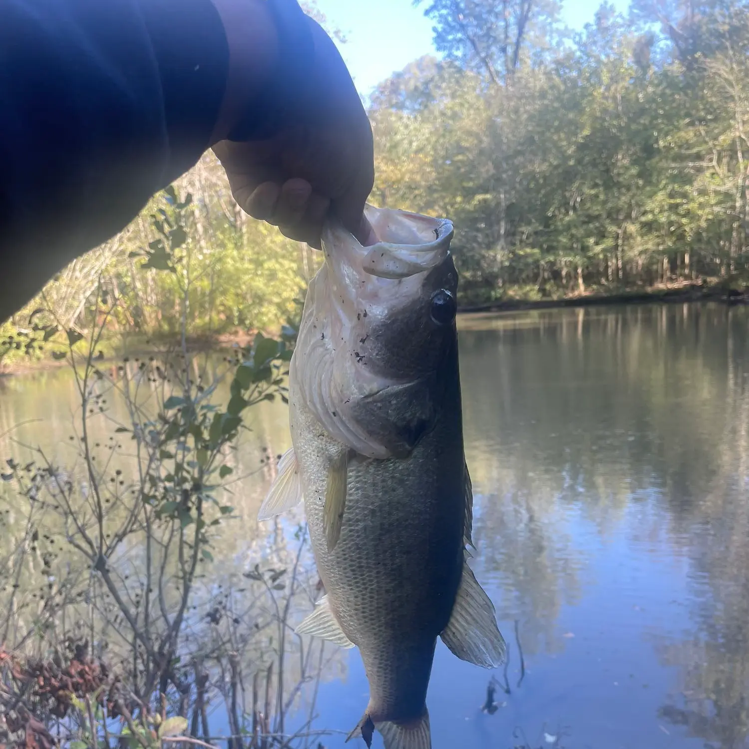 ᐅ Constitution Lake fishing reports🎣• Forest Park, GA (United States)  fishing