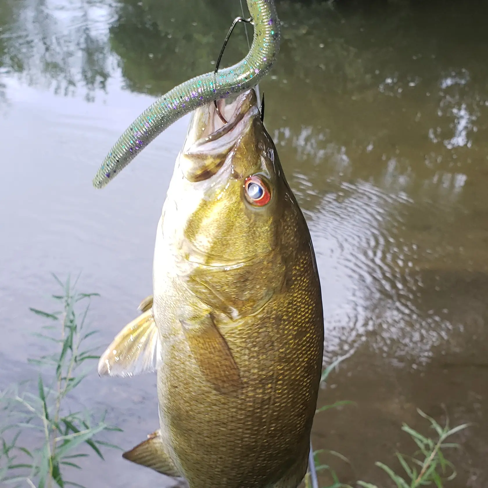 North Branch Chippewa River fishing reports Mount Pleasant