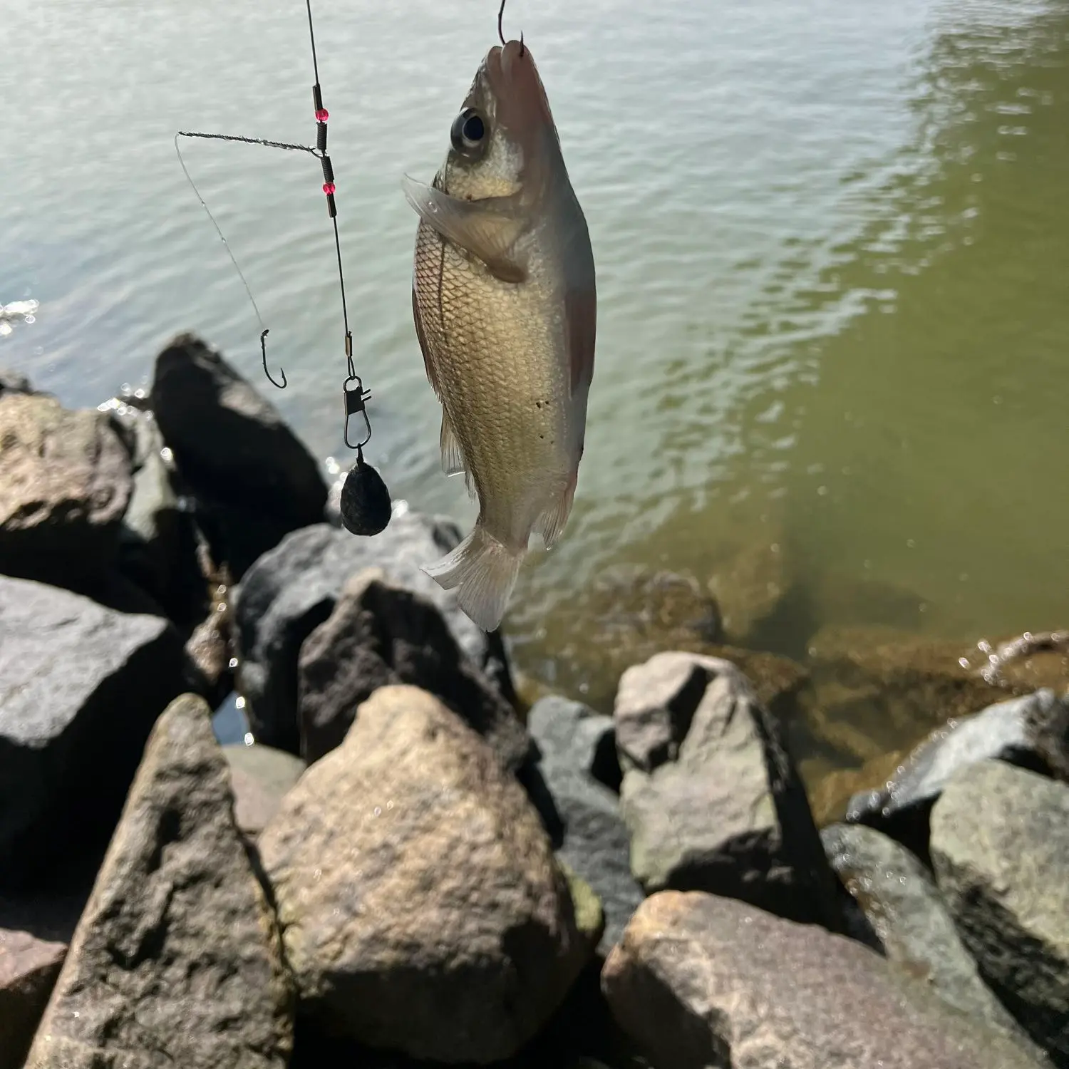 Bill Burton Fishing Pier fishing reports Cambridge fishing