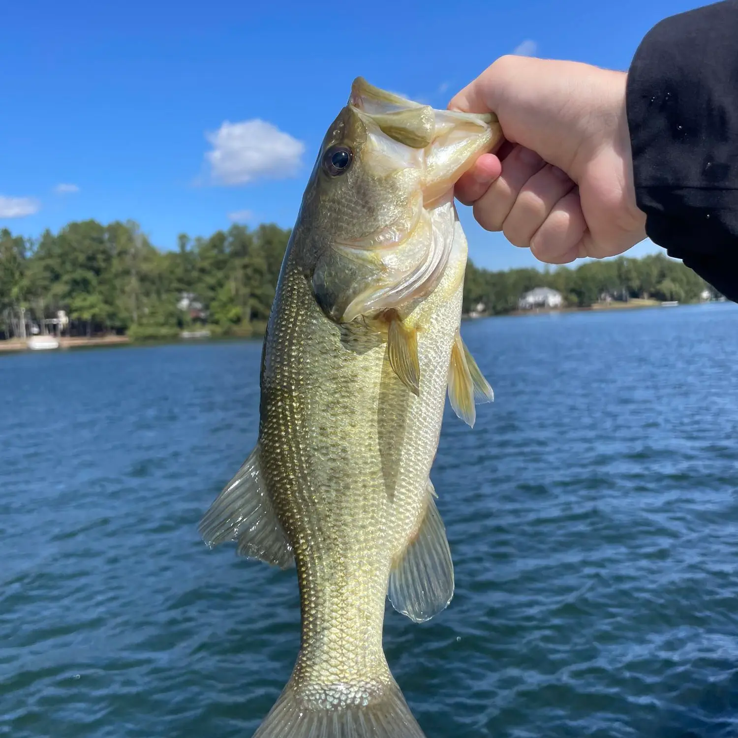 Fishing Line Around Fawn Lake Poses a Danger to Local Wildlife - The  Bedford Citizen