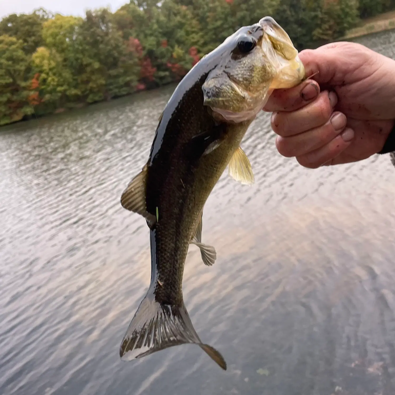 ᐅ State Line Lake fishing reports🎣• Ellwood City, PA (United States ...