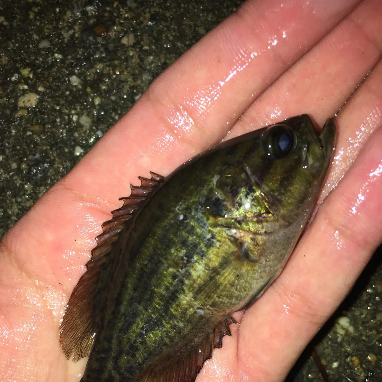 Mud Sunfish in Focus