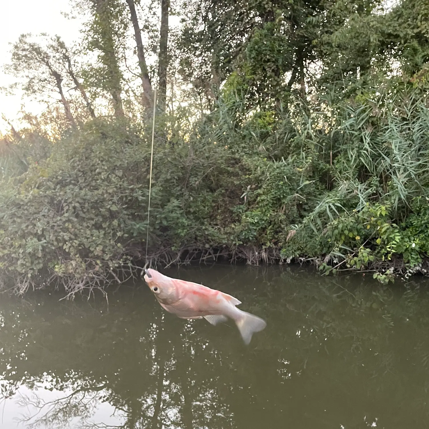 White Perch # 32