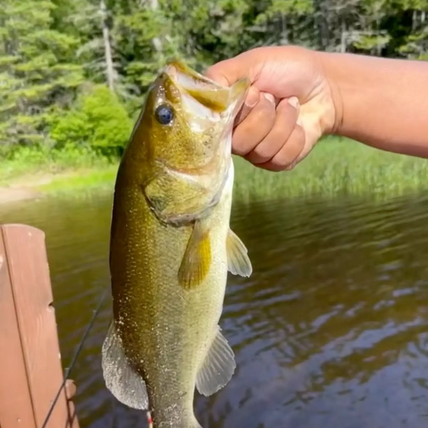 ᐅ Nicks Lake fishing reports🎣• Rome, NY (United States) fishing